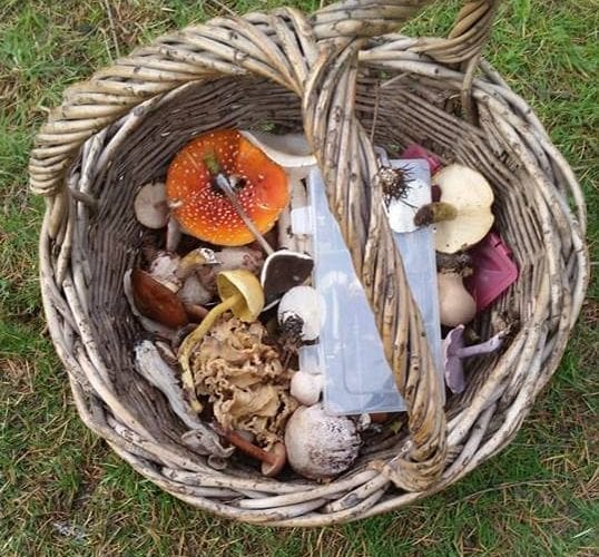 Mushroom Foraging