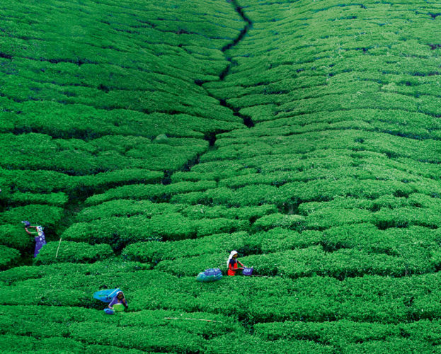 Where to eat in Sri Lanka