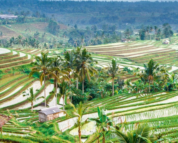 Where to eat in Bali