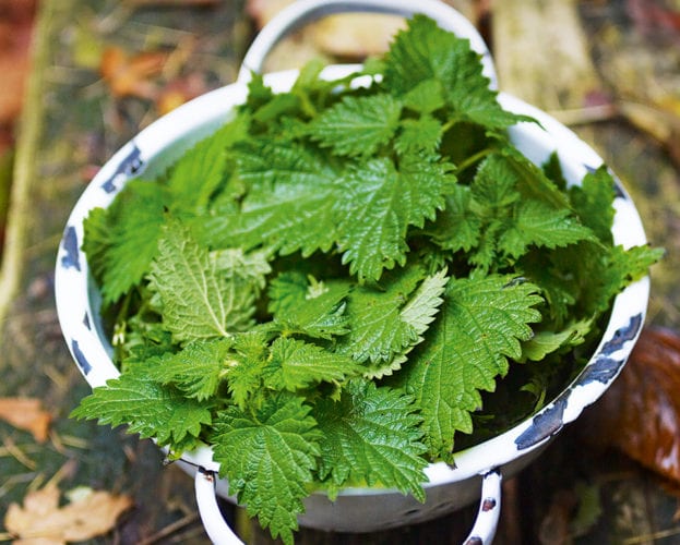 foraging nettles - nettles shown in a white colander