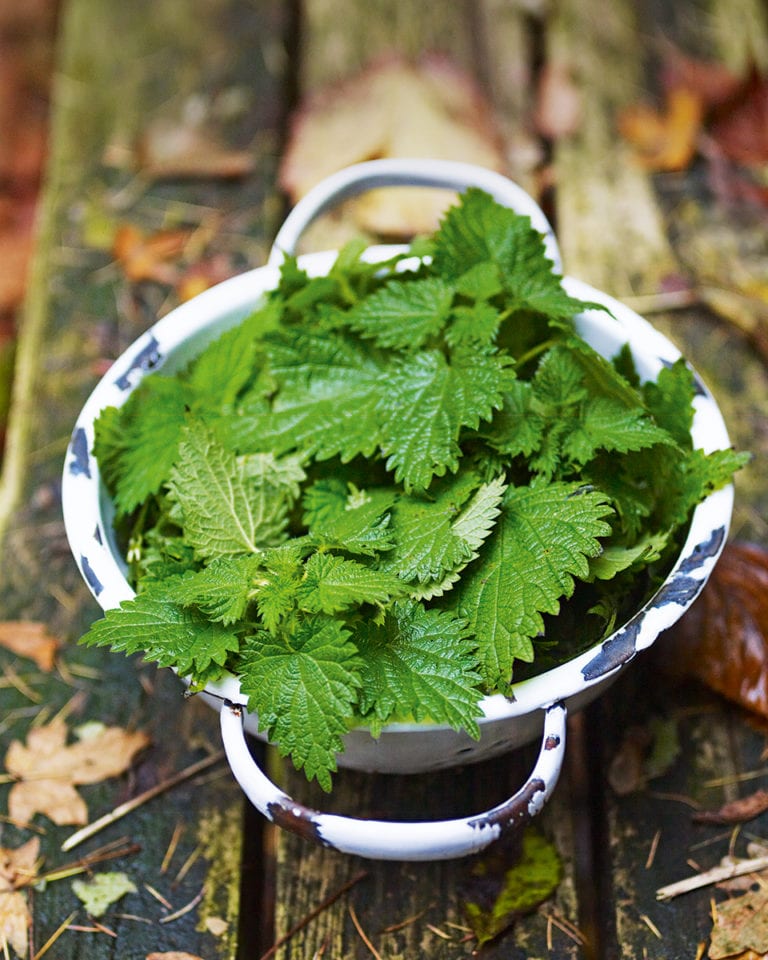 How to forage for nettles and how to use them in recipes