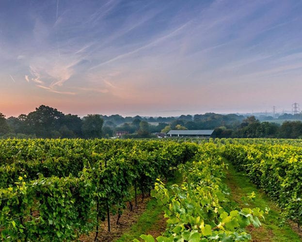 Bolney wine estate