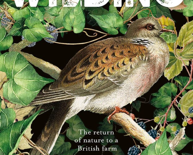 isabella wilding podcast