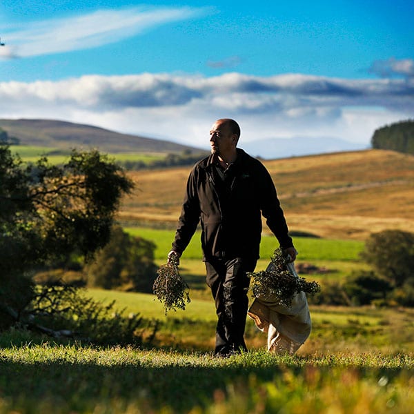 Simon foraging