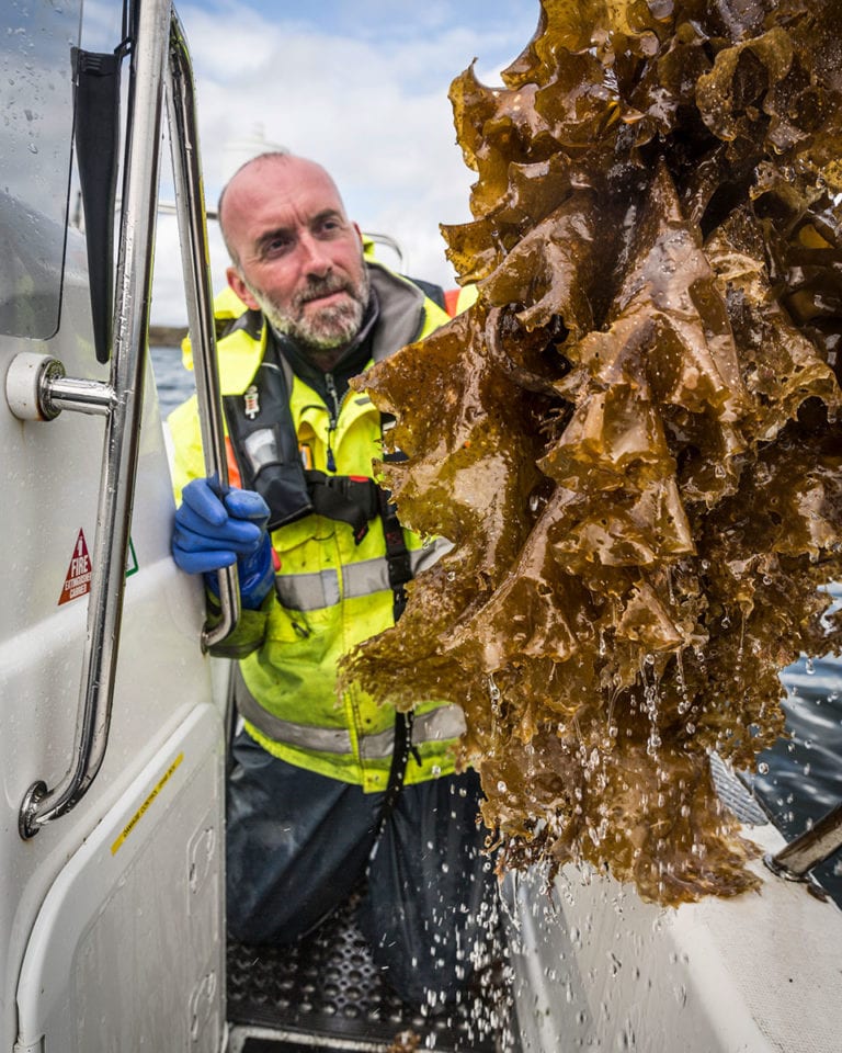 Food job diaries: A day in the life of a sugar kelp diver