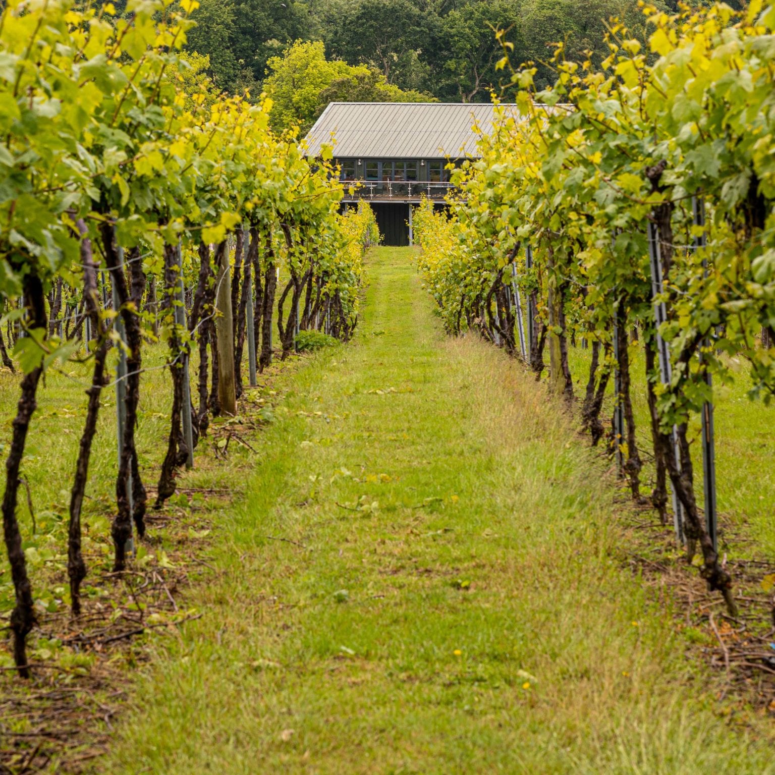 Over 20 of the best vineyards in the UK delicious. magazine