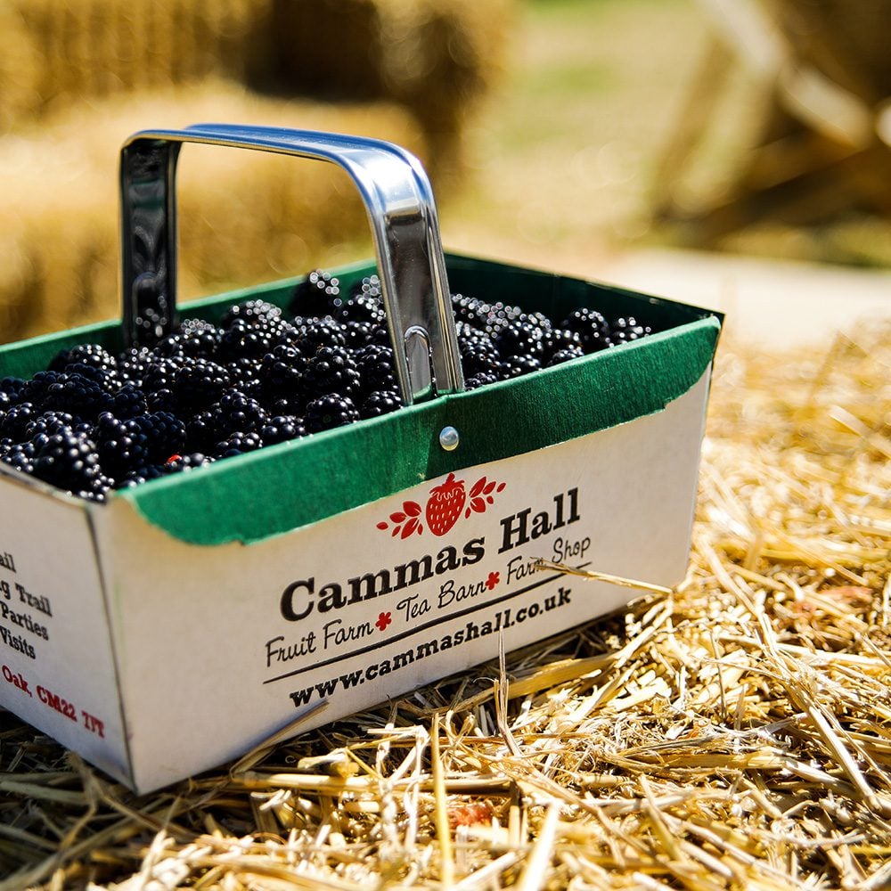 A punnet of blackberries at Cammas Hall Fruit Farm