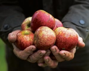 The UK’s best apple orchards to visit this autumn