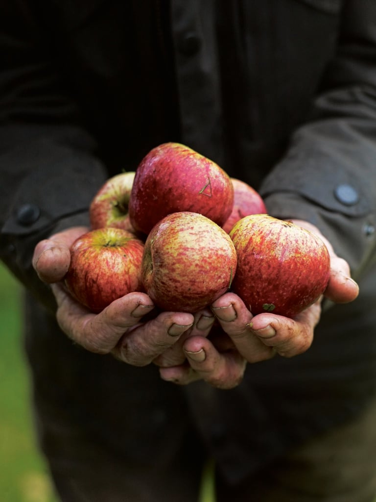 The UK’s best apple orchards to visit this autumn