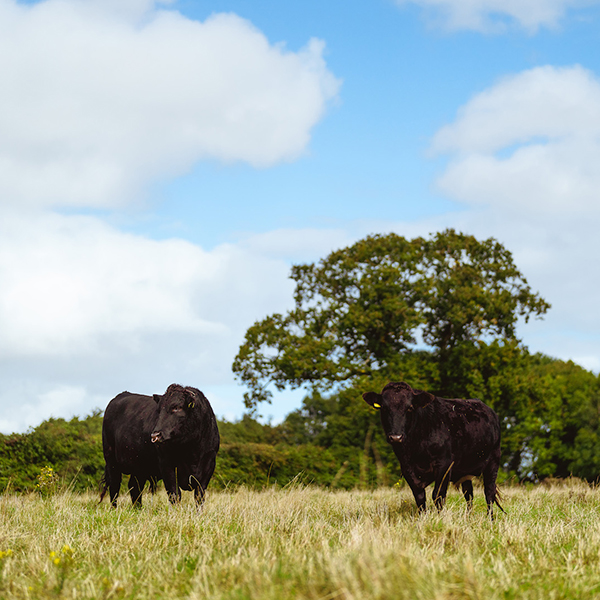 worstead cows