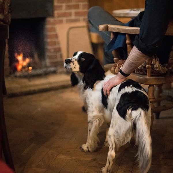 dog in pub