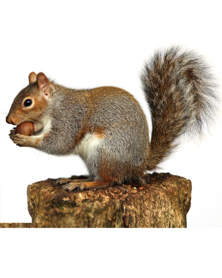 Should we eat grey squirrels?