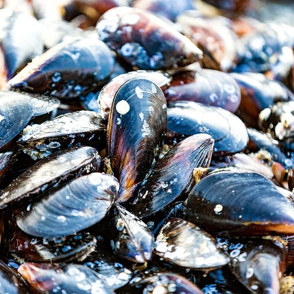 Mussels