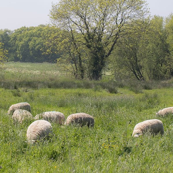 Farms