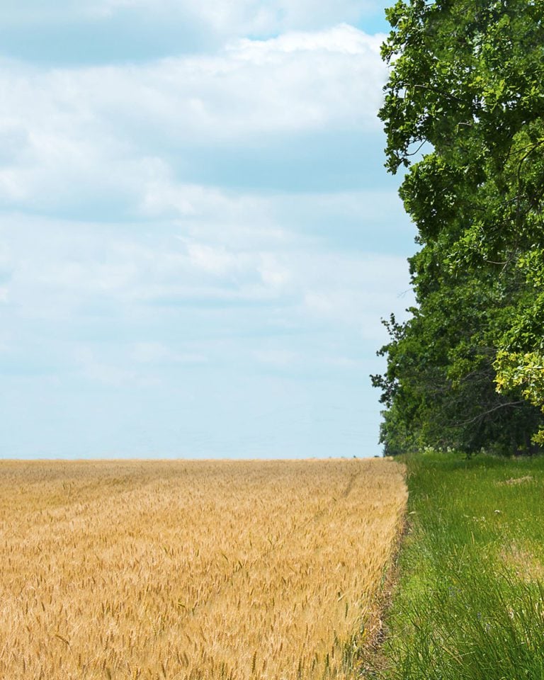 Farming shouldn’t cost the Earth. What is regenerative farming?