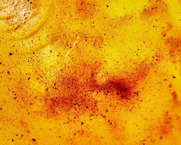 Brown butter