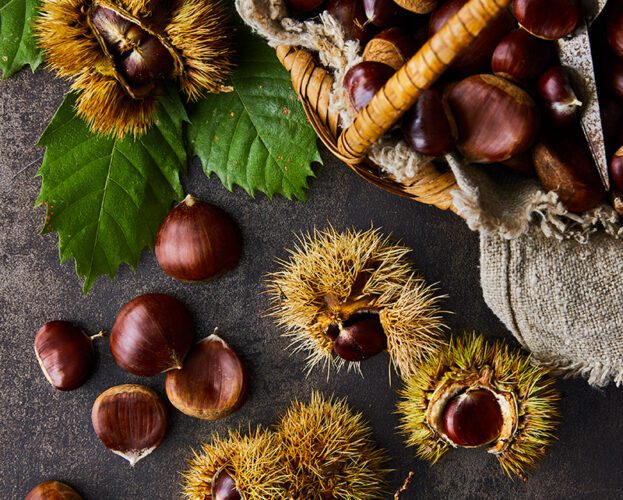 Image of edible chestnuts