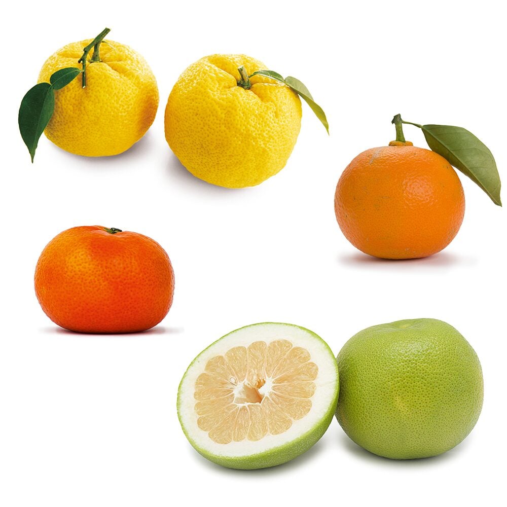 Clockwise from top: yuzu, Seville orange, oroblanco, mandarin