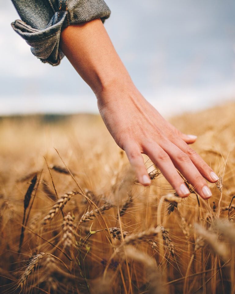 Why farmers and bakers are excited about heritage wheats