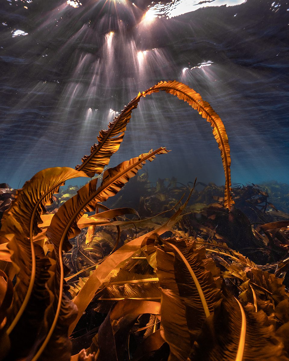 Seaweed: the world-saving crop hiding in our oceans - delicious