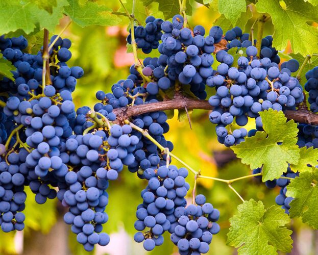 Cabernet sauvignon grapes