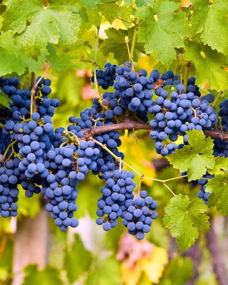Cabernet sauvignon grapes