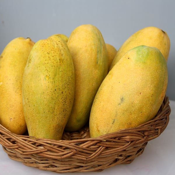 Dasheri mango (Mangifera indica), a cultivar of mango, is a sweet and fragrant variety grown in North India, Nepal and Pakistan. Flavors and aroma of this stone fruit are unmatched. Growing in tropical climate they are medium to large in size weighing from 300 to 1200 Gm. Dasheri is found in both green and yellow colors. Some may be green in initial stages but turn yellow as they ripe. They are great source of fiber, vitamin C, zinc, vitamin E, iron, calcium, and other useful minerals. 