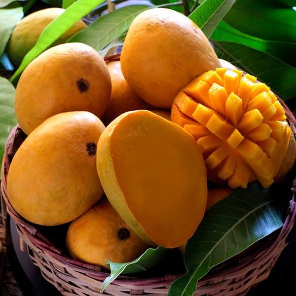 Alphonso mangoes. Mango tropical fruit with green leaf, Ripe mango in grass closeup, Cut Slices